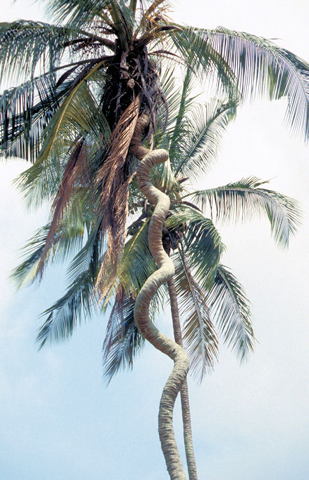 Sudafrika bis Tansania 1995-03-070.jpg